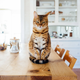 Illustration for article titled Got Cats? You Need This Miracle Product For Cat Pee.